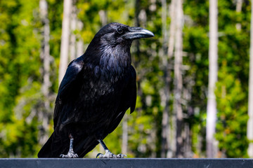 Crow