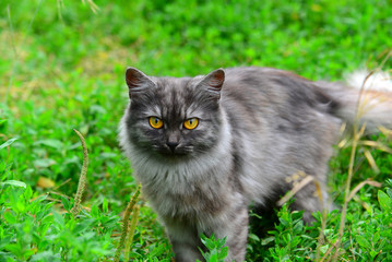 Naklejka na ściany i meble Gray long-haired cat standing in grass in summer
