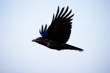Crow