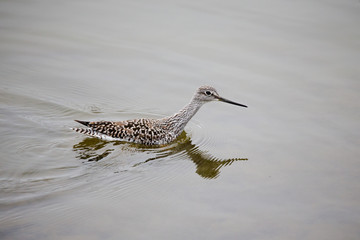 Water Fowl
