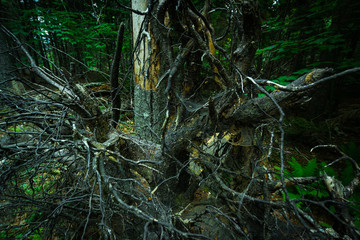 Spooky Forest 2