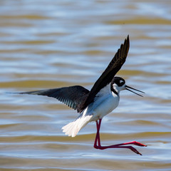Black-necked stilt