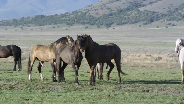 Two male horses trying to mate with female