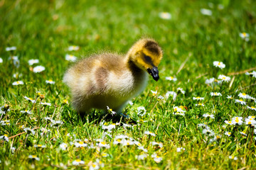 Canadian Goose Chicken
