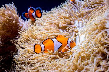 Clownfish in Seattle aquarium 1