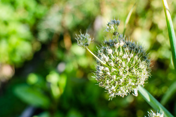 лук после цветения