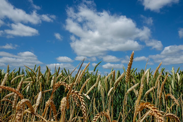 Close up of wheat in a field against a blue sky