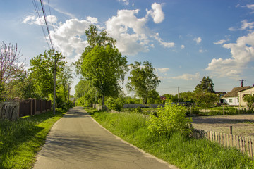 Fototapeta na wymiar Alley, path in the park. Green tree foliage