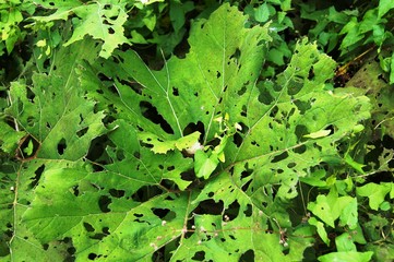 Blattschneidebienen zerfressen ein Blatt