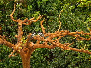 Pair of Magpie Bird Perching on the Tree Branch in the Green Forest, Patras, Greece