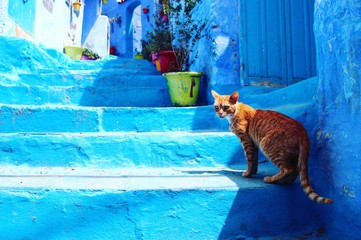 A cat in blue city of Morocco