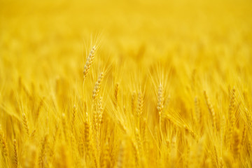 Backdrop of ripening ears of wheat field / Rich harvest concept