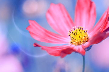 Red flower close-up on a blue background with a petal in the form of smoke.Artistic image of a...
