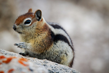 Golden-Mantled Ground Squirrel