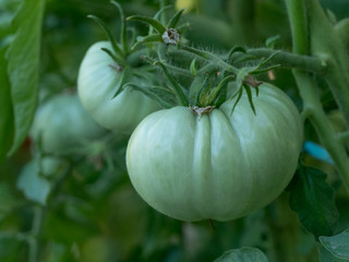 Branch of organic green tomatoes. Agriculture concept.