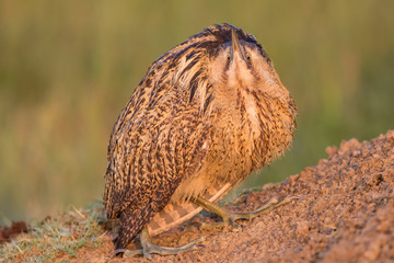 Eurasian bittern or Great bittern (Botaurus stellaris)