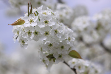 Apple Blossoms