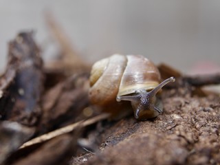 Snail