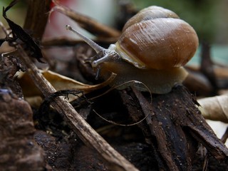Snail