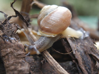 Crawling snail