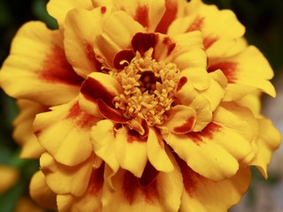 Marigold flower