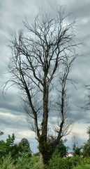 Dry tree with branches-fingers against the grey Cumulus clouds.