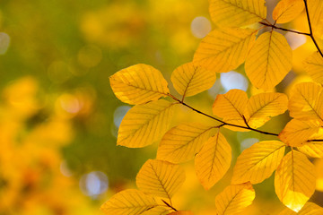 Colourful leaves in autumn season