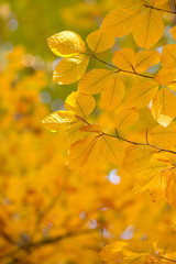 Colourful leaves in autumn season