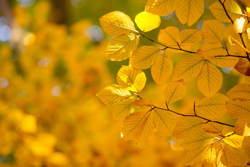 Naklejka na ściany i meble Colourful leaves in autumn season