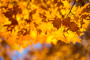 Colourful leaves in autumn season