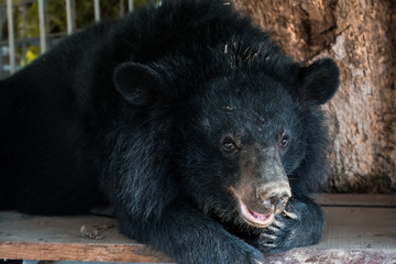 Sad bear in a zoo