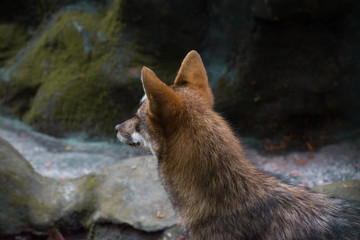 A fox searching for his pray