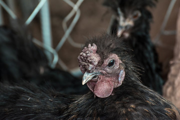 living dark skin chicken