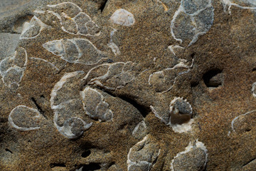 Sedimentary Rock with Shells