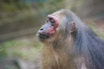 A sad looking monkey