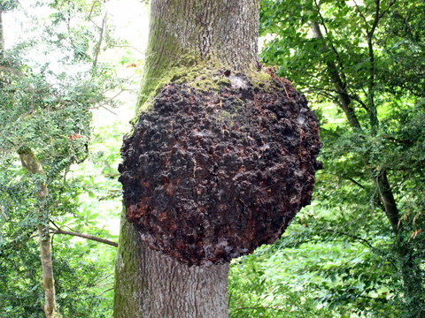 Giant knar on the tree in the park in Quinta da Regaleira/ Sintra. Portugal