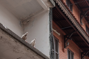 Two Pigeon having a chit chat