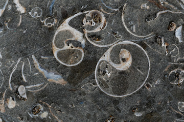 Sedimentary Rock with Shells
