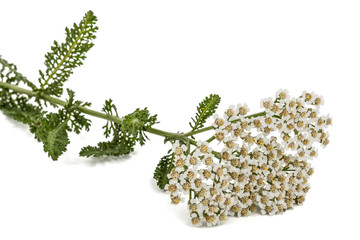 Flowers of yarrow, lat. Achillea millefolium, isolated on white background © kostiuchenko