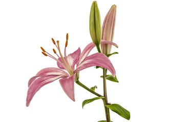 Flower of a pink lily, isolated on white background
