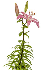 Flower of a pink lily, isolated on white background