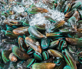 Fresh mussels with the ice. © trainman111