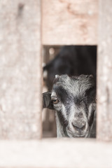 Goat inside the cage