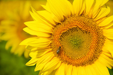sunflower against a background of a flourishing field