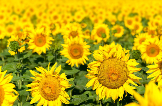 sunflower against a background of a flourishing field