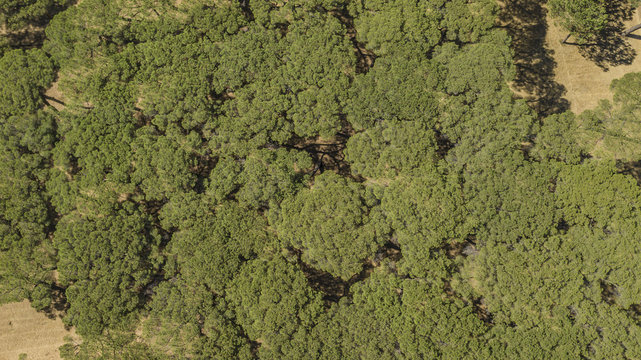 Vista aerea ortogonale di una parte del bosco che si trova all'interno del parco di Villa Doria Pamphilj a Roma. All'interno del quartiere di Monteverde &egrave; il polmone verde della citt&agrave; capitolina.
