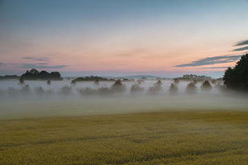 Fototapeta na wymiar Rapsfeld im Nebel