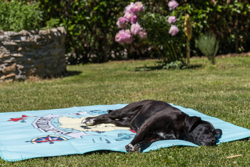 schwarzer Hund liegt am Badetuch
