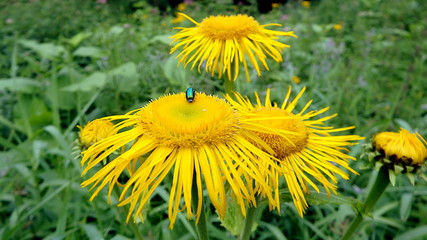 Flower elecampane, (Inula helenium), Yellow flower,