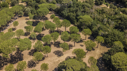 Vista aerea ortogonale di una parte del bosco che si trova all'interno del parco di Villa Doria...